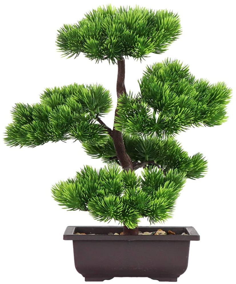 Japanese Pine Bonsai Plant for - đánh giá và giá Japanese Garden Bonsai
