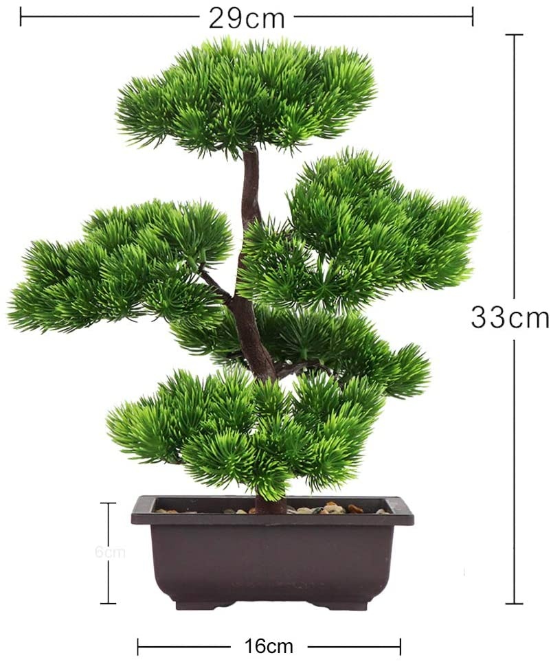 Japanese Pine Bonsai Plant for - đánh giá và giá Japanese Garden Bonsai