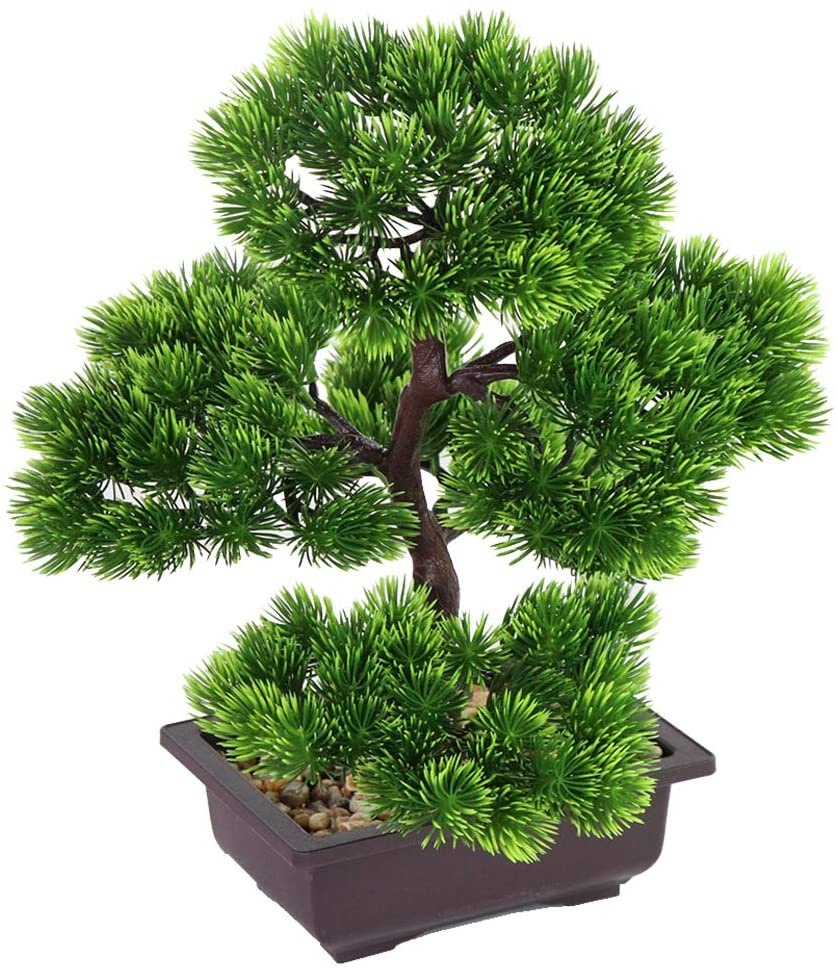 Japanese Pine Bonsai Plant for - đánh giá và giá Japanese Garden Bonsai