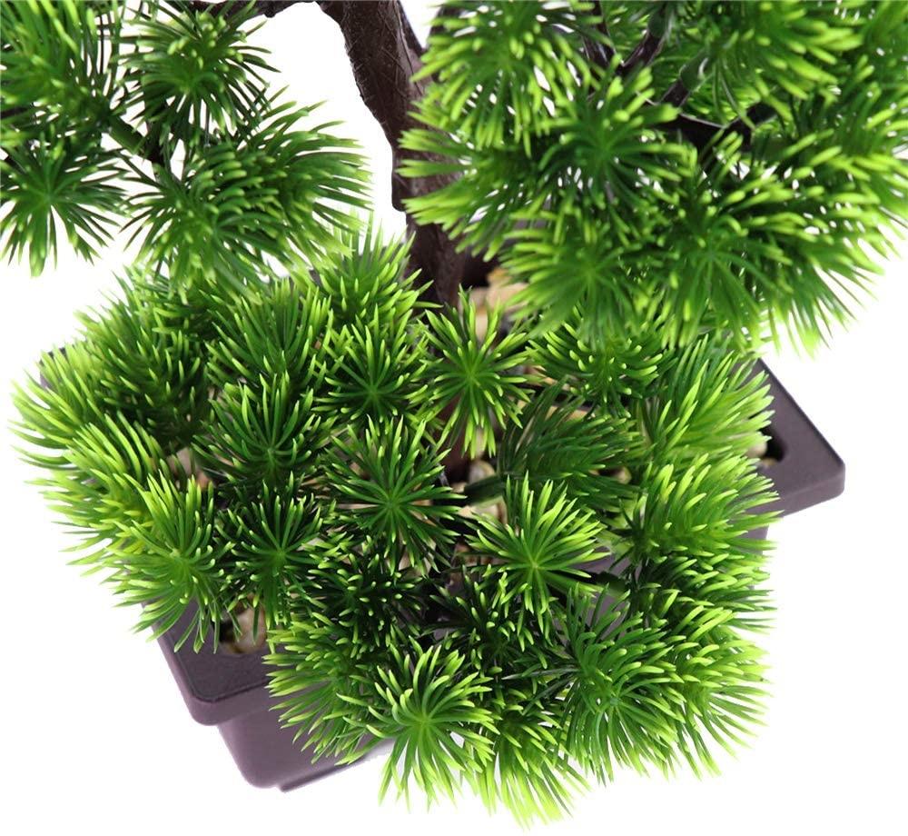 Japanese Pine Bonsai Plant for - đánh giá và giá Japanese Garden Bonsai
