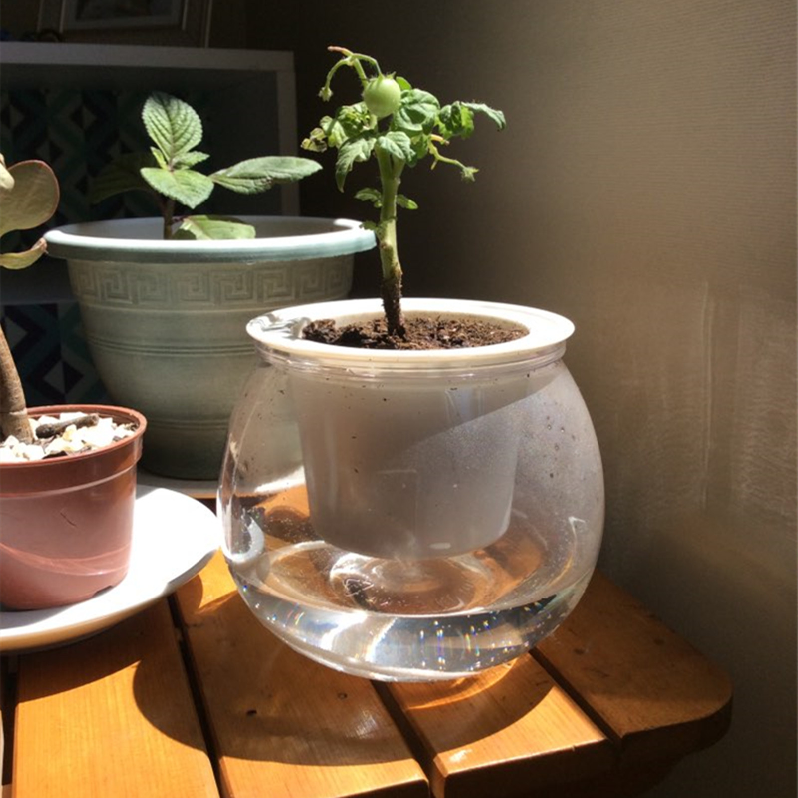 Tự Tưới Cây Dụng Cụ Bào Nồi Mi - đánh giá và giá Japanese Garden Bonsai