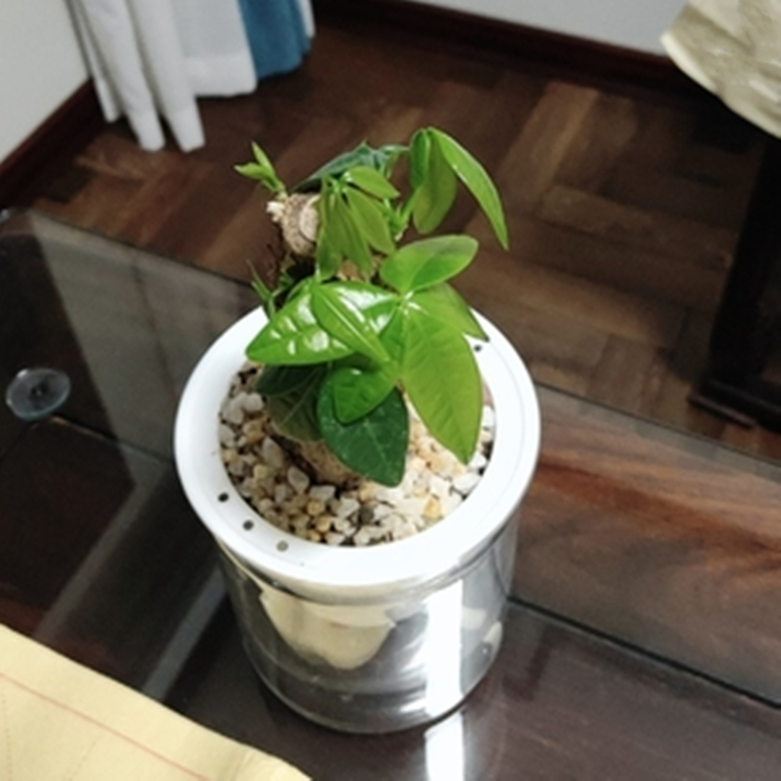 Tự Tưới Cây Dụng Cụ Bào Nồi Mi - đánh giá và giá Japanese Garden Bonsai